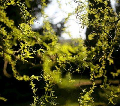 willow tree branches