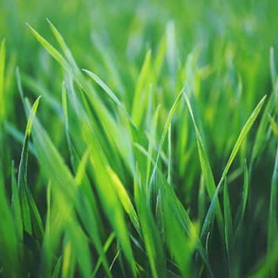 grass
