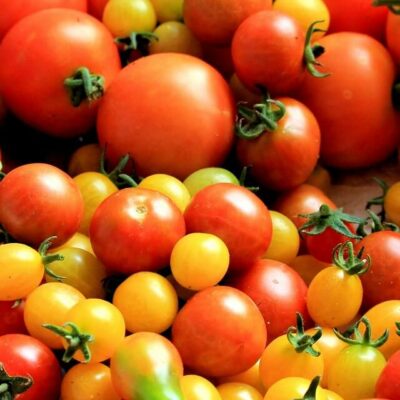 tomatoes