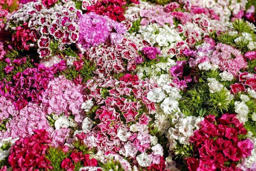 Dianthus flowers