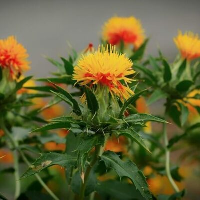 edible and ornamental plants in a garden