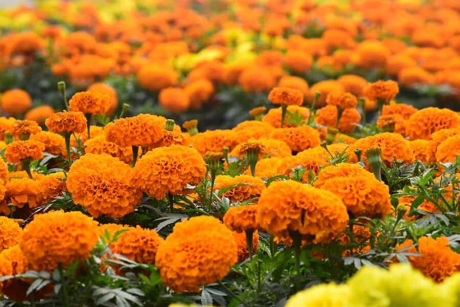 field of plants that flower in July