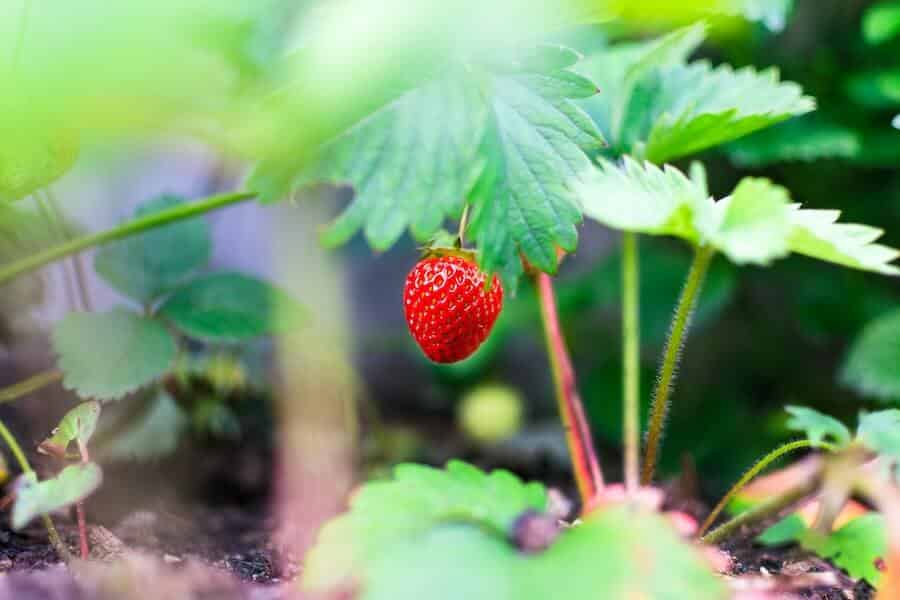 growing strawberry