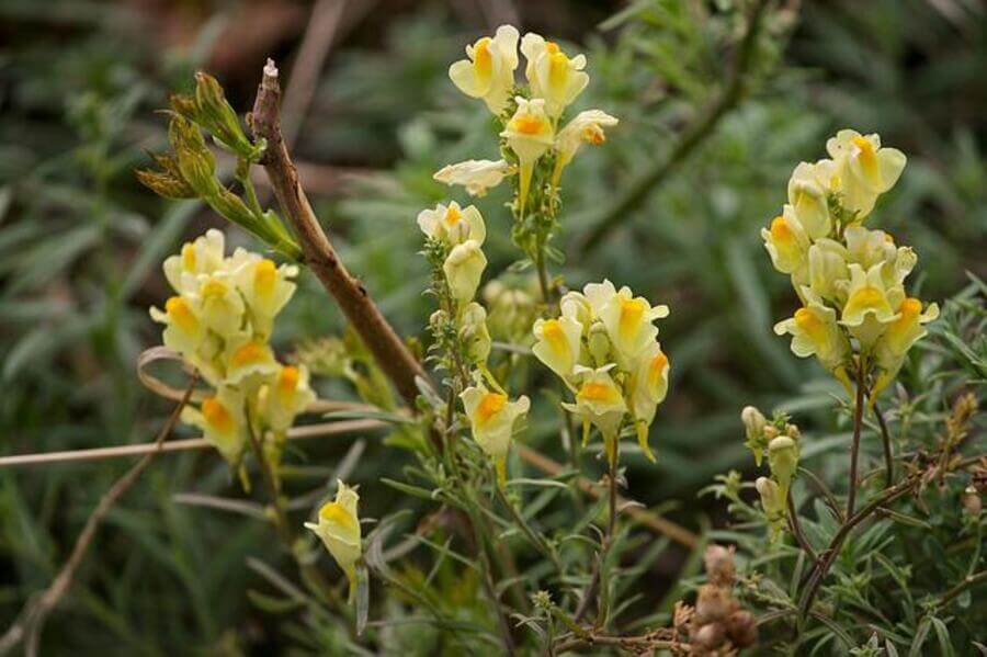 linaria flowers