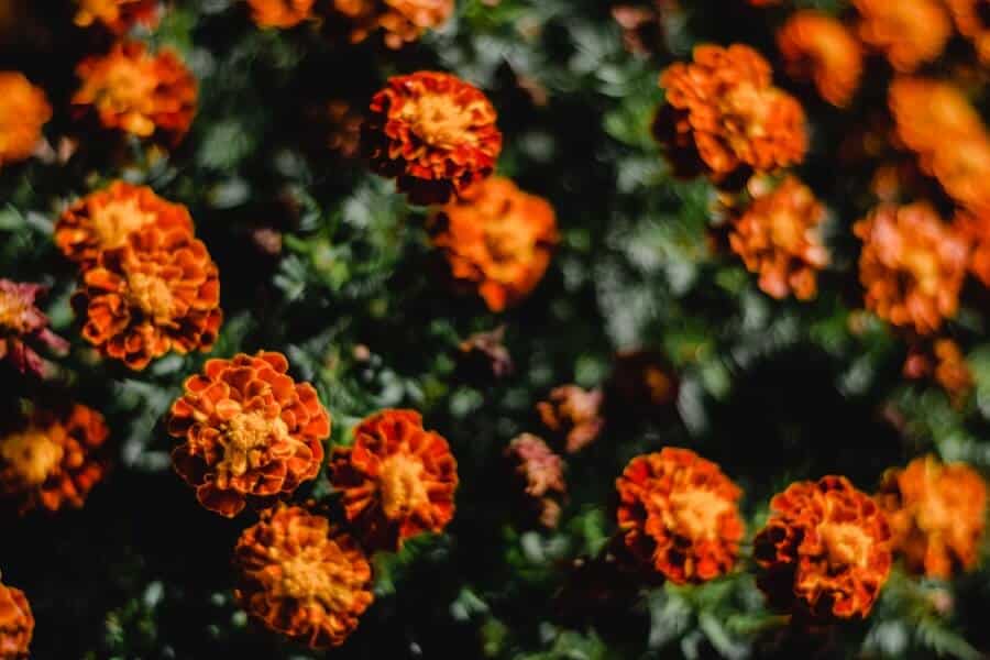 marigolds are plants that flower in July