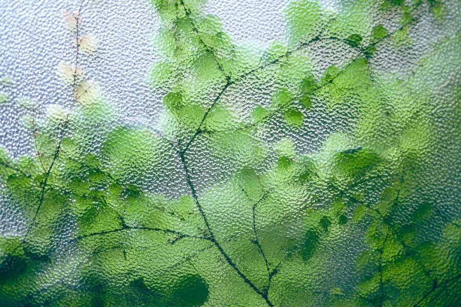 plants growing on glass