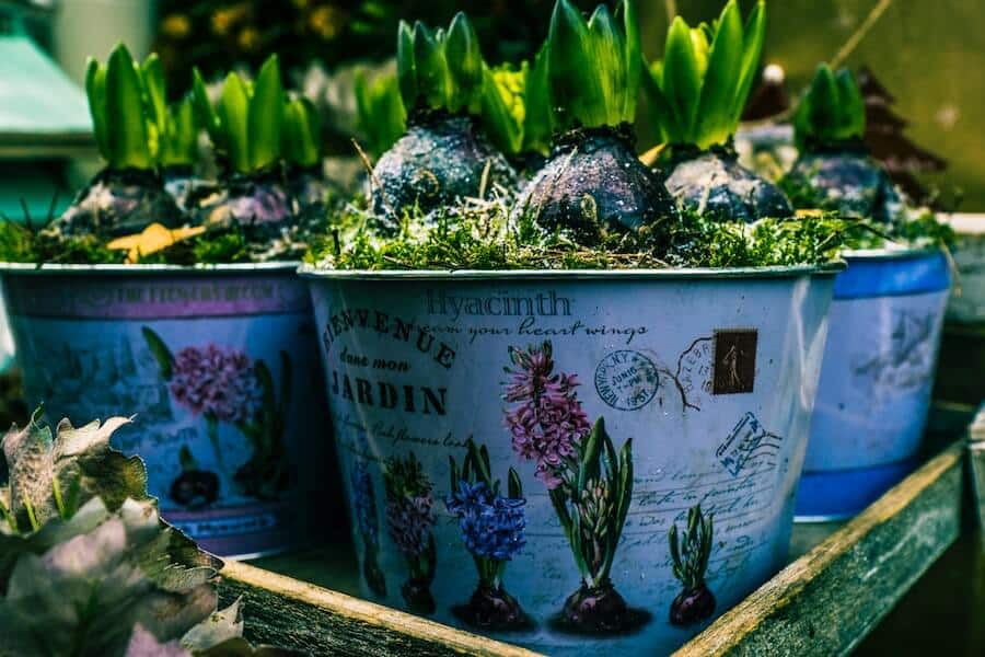 potted plants for an urban garden