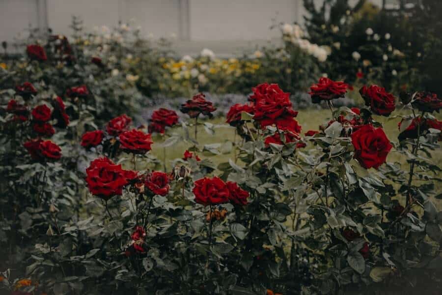 rose bush