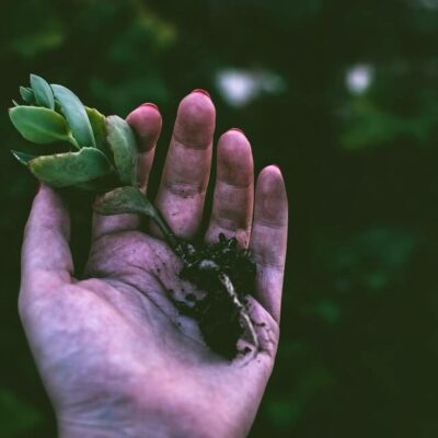 uprooted plant