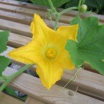 Female Pumpkin Flower IMG 0941 150x150 1