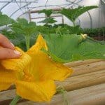 Hand Pollinating a pumpkin in a Polytunnel IMG 0947 150x150 1