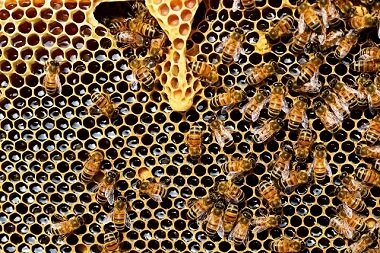 active bee hive