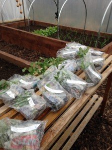 Plants for the Polytunnel Plants for the Polytunnel 225x300 1