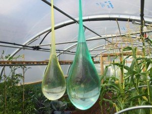 Water ballons in Polytunnel