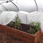 Cloche hoops inside a Polytunnel Cloche hoops inside a Polytunnel