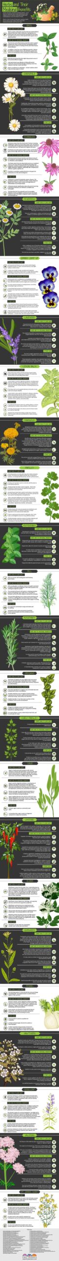 Herbs and Their Medicinal Benefits Infographic