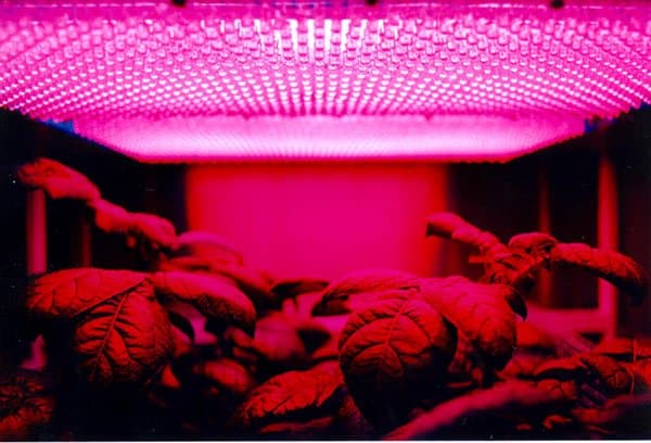 LED grow lights