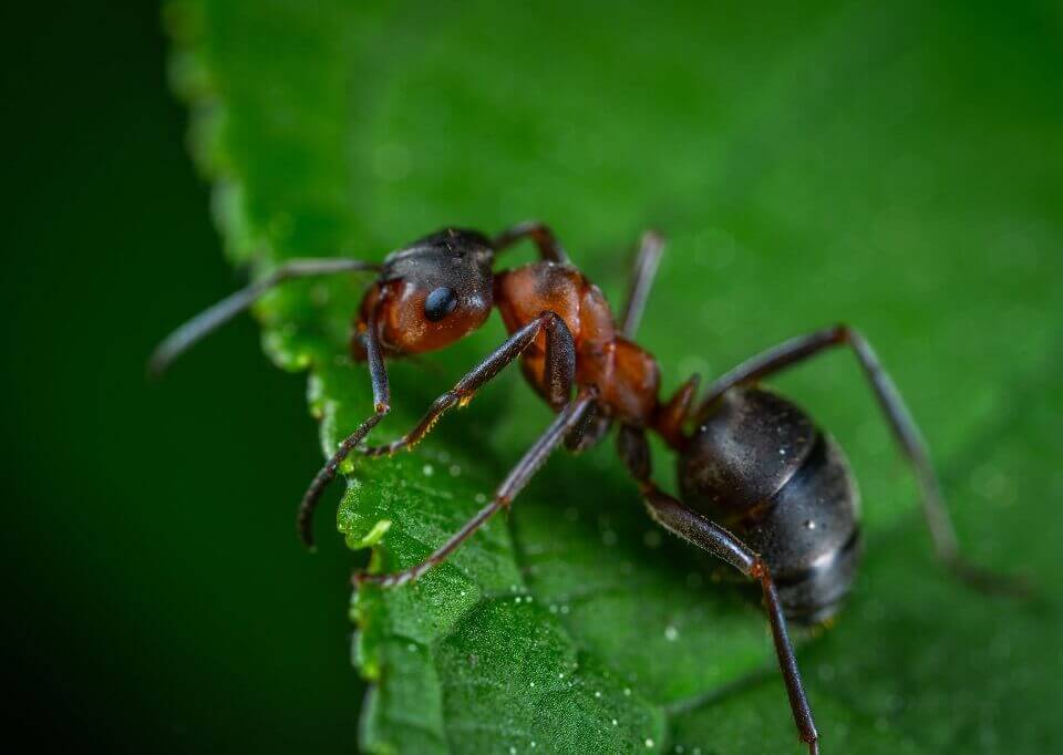 Ant on a leaf