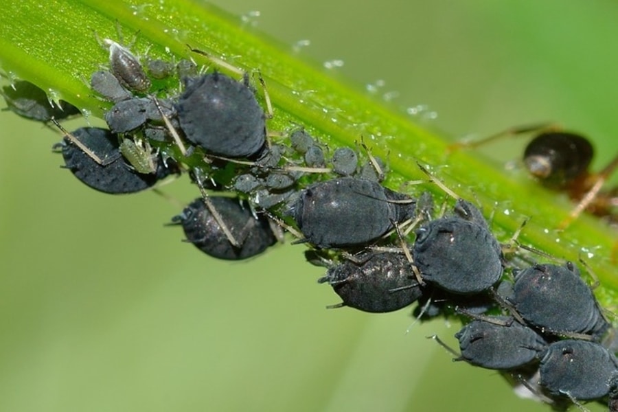 aphids in a wildlife garden