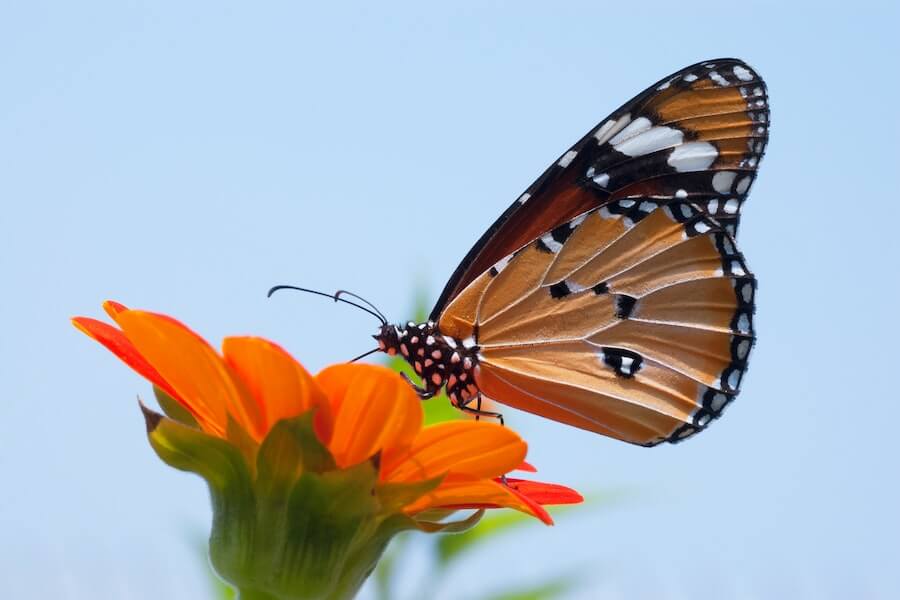 a butterfly in a wildlife garden