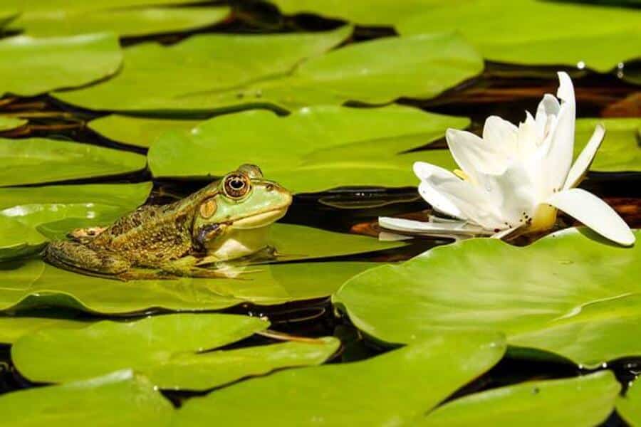a frog in a water garden