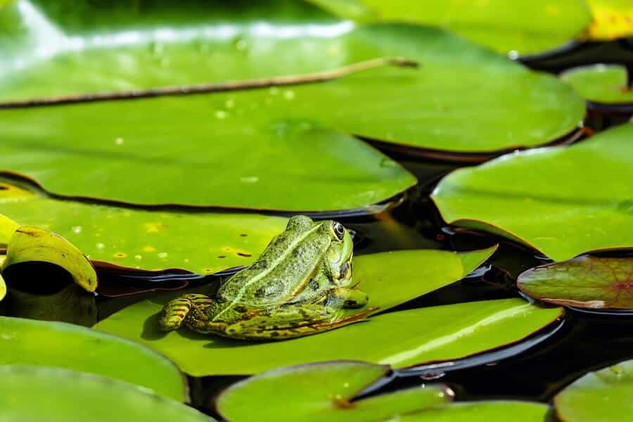 frog on a lily pad in pond