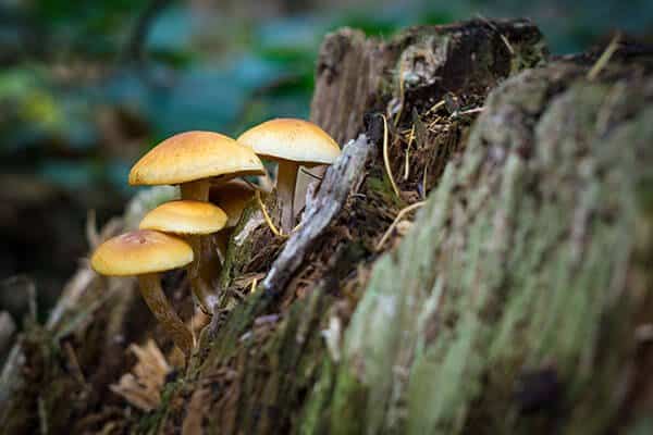 fungi on a tree