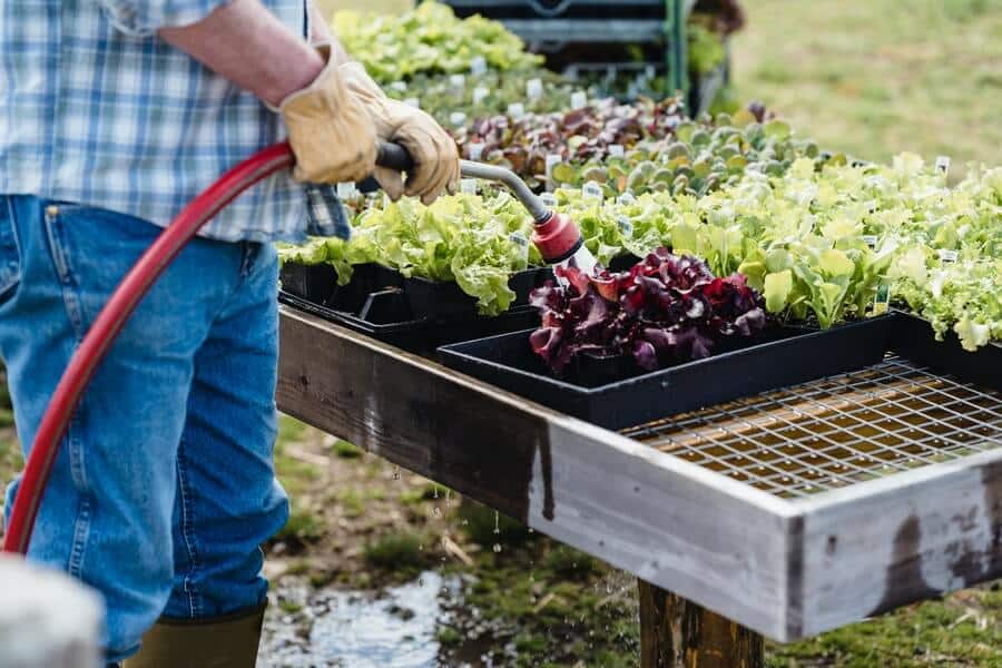 gardener watering vegetables grown from container gardening