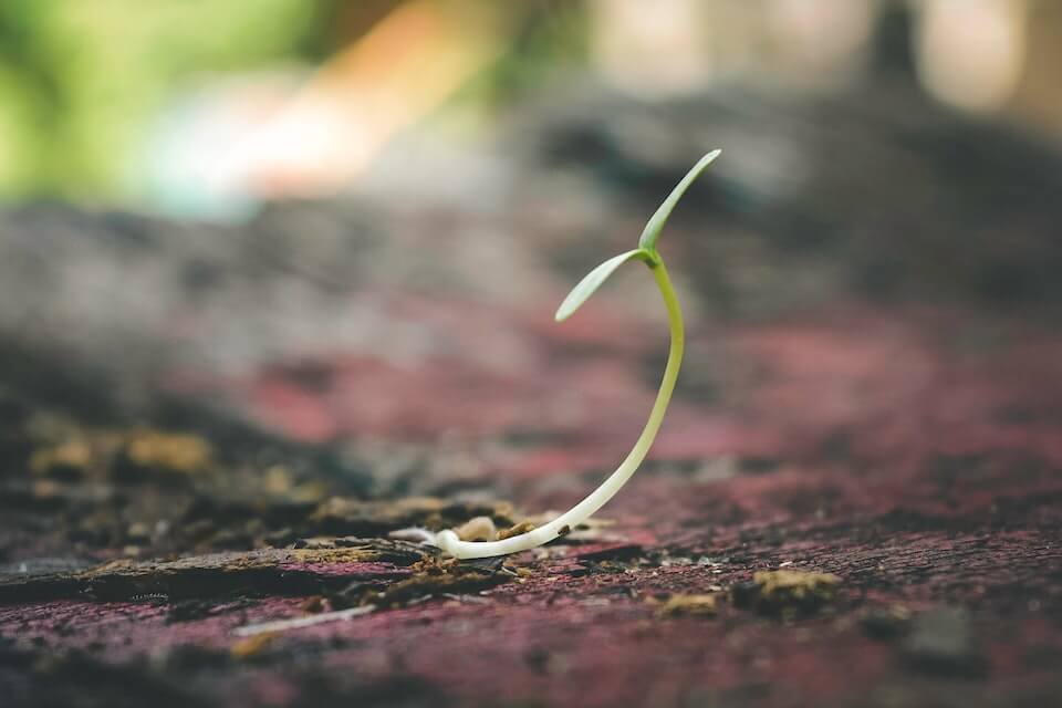 a seedling thriving from gardening hacks