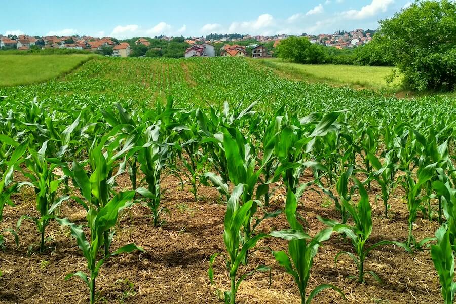 healthy crops thriving in good soil