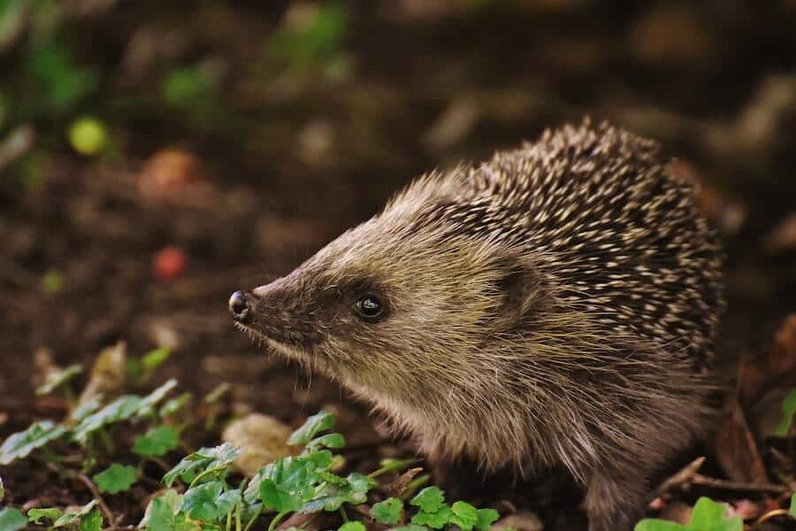 a hedgehog in a wildlife garden