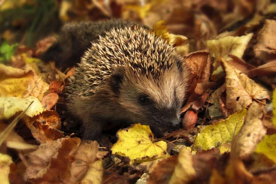 hedgehog in leaves