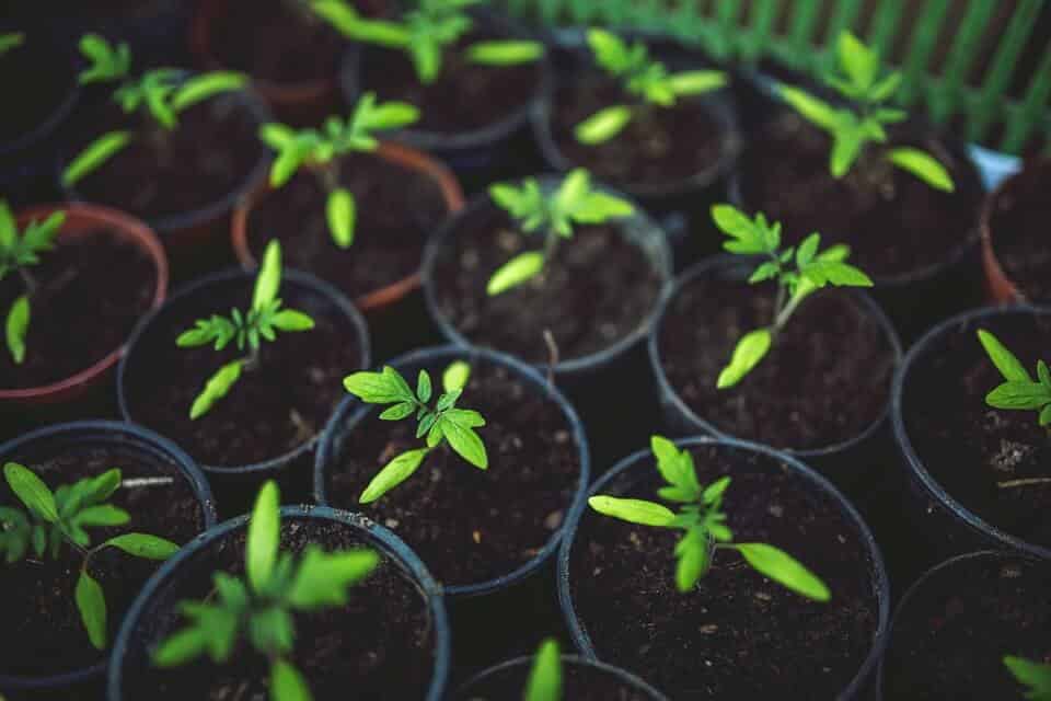 seedlings in small plant pots grown from container gardening