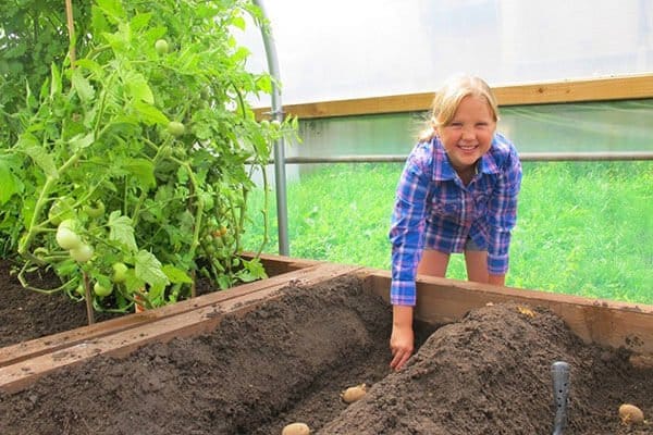 girl planting potatoes in apolytunnel