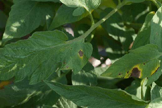 blight on leaves of a tomato plant