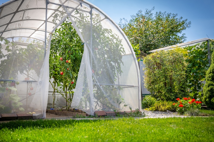 a polytunnel with exotic trees and a water garden for community polytunnel ideas