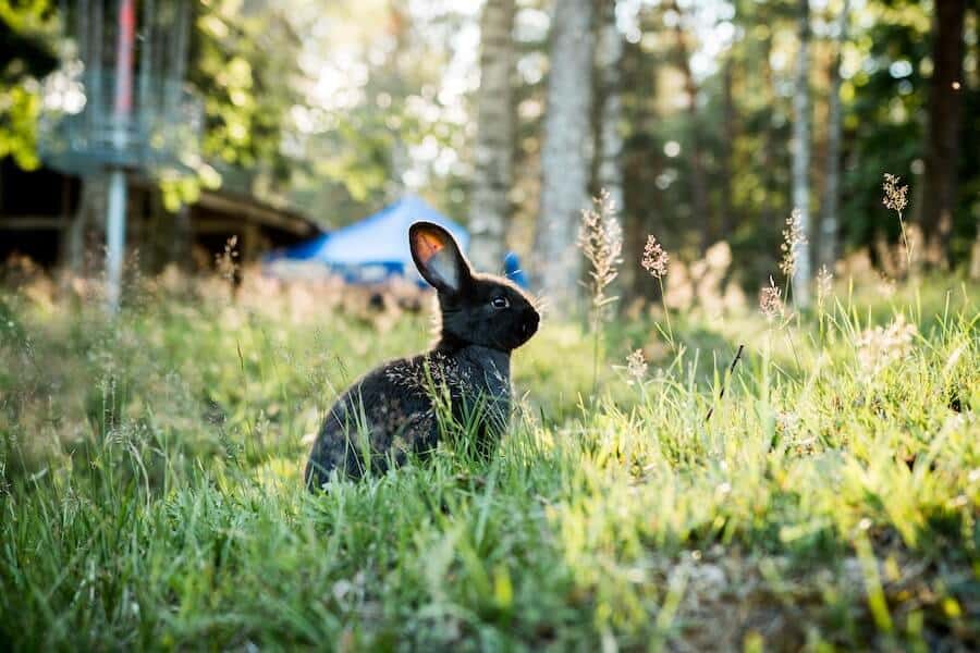 rabbit in grass