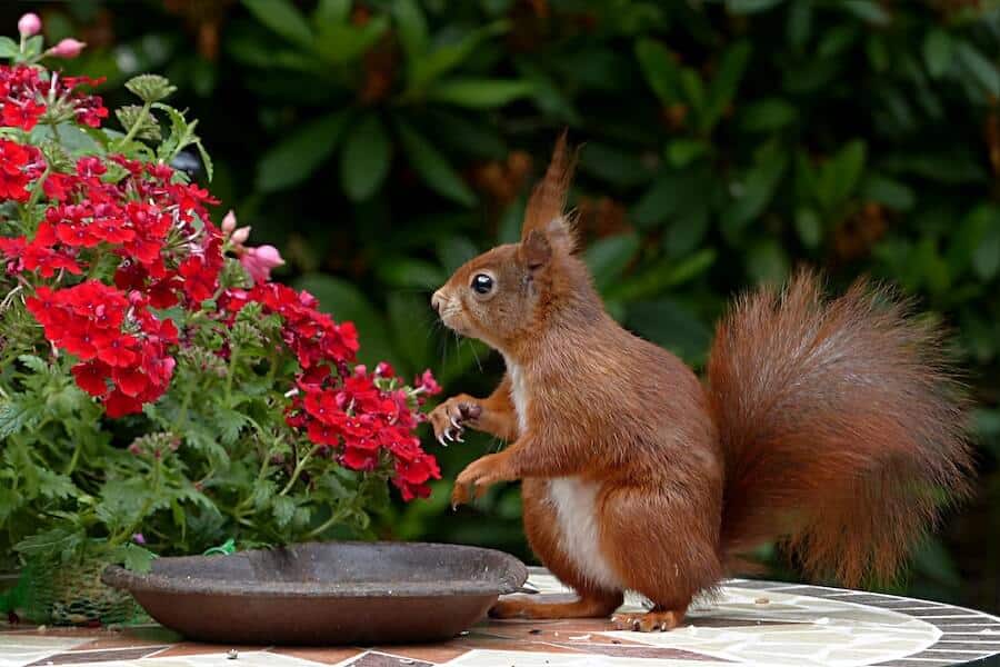 red squirrel by feeder