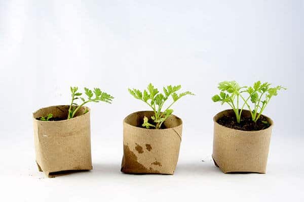 seedlings in gardening hack biodegradable pots