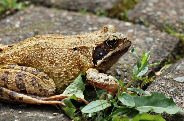 garden toad