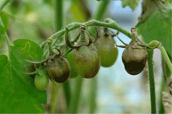 tomato blight