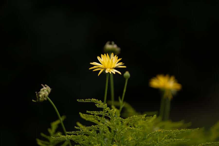 dandelion weeds ready for weeding