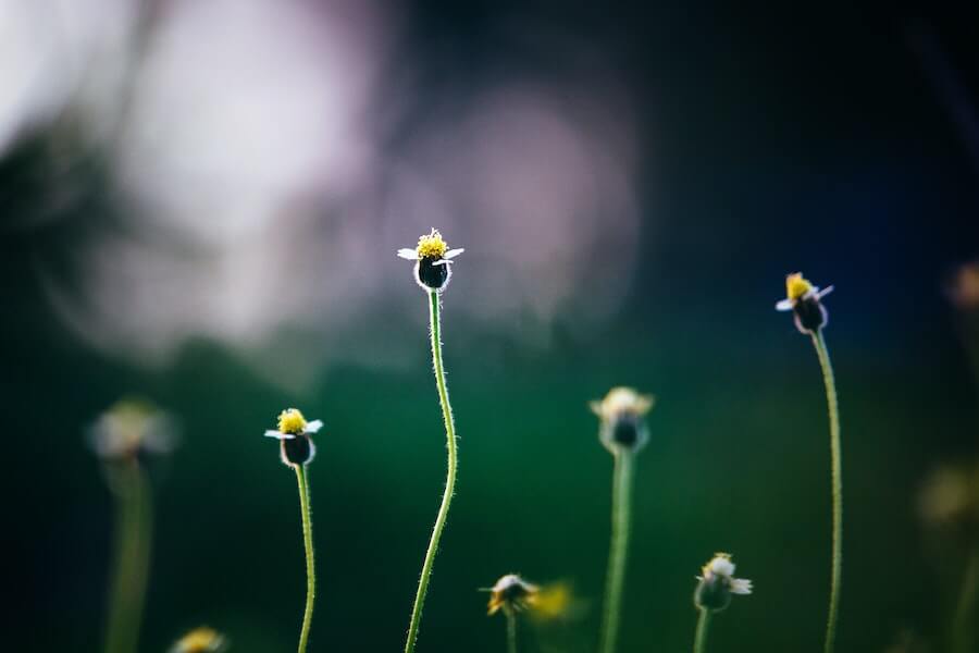 weeds growing in a garden