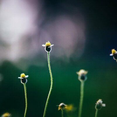 weeds