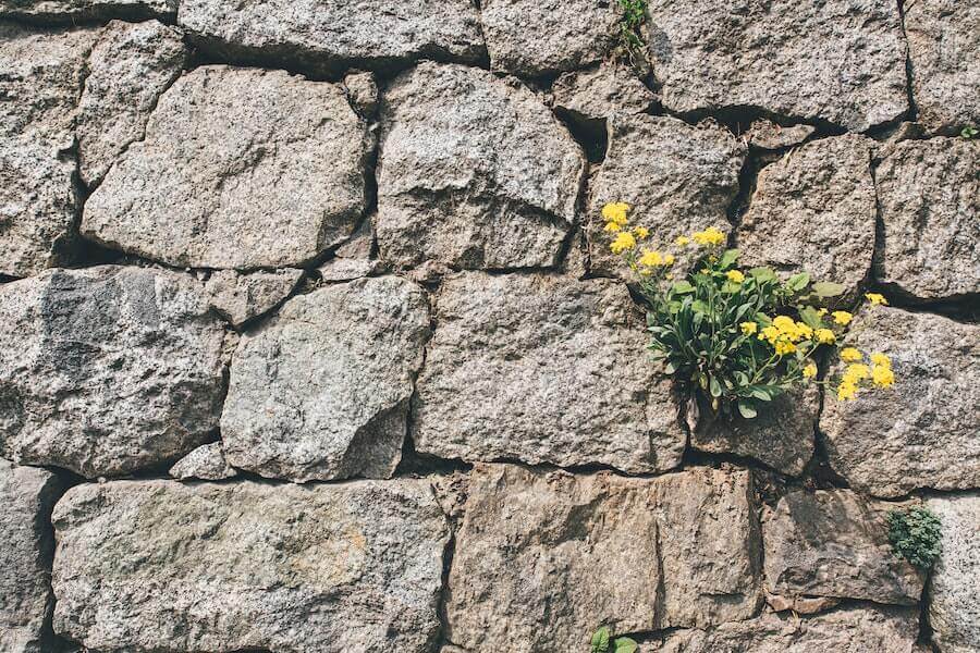weeds growing in stone
