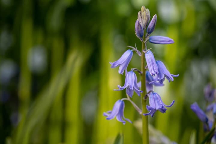 bluebells poisonous flowers