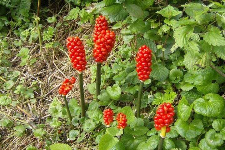 cuckoo pint poisonous flowers