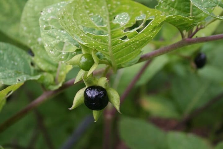 poisonous flowers deadly nightshade
