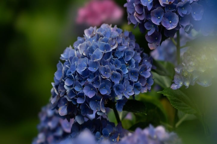 hydrangea poisonous flowers
