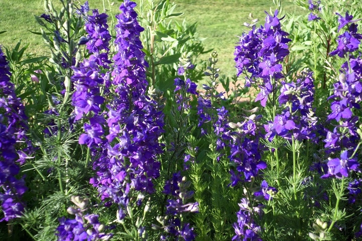 larkspur poisonous flowers